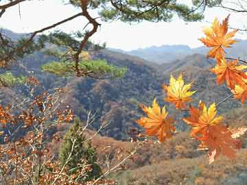 《梦想牧场》：注册送牧羊犬，签到得现金奖励，代无限裂变，永久收益